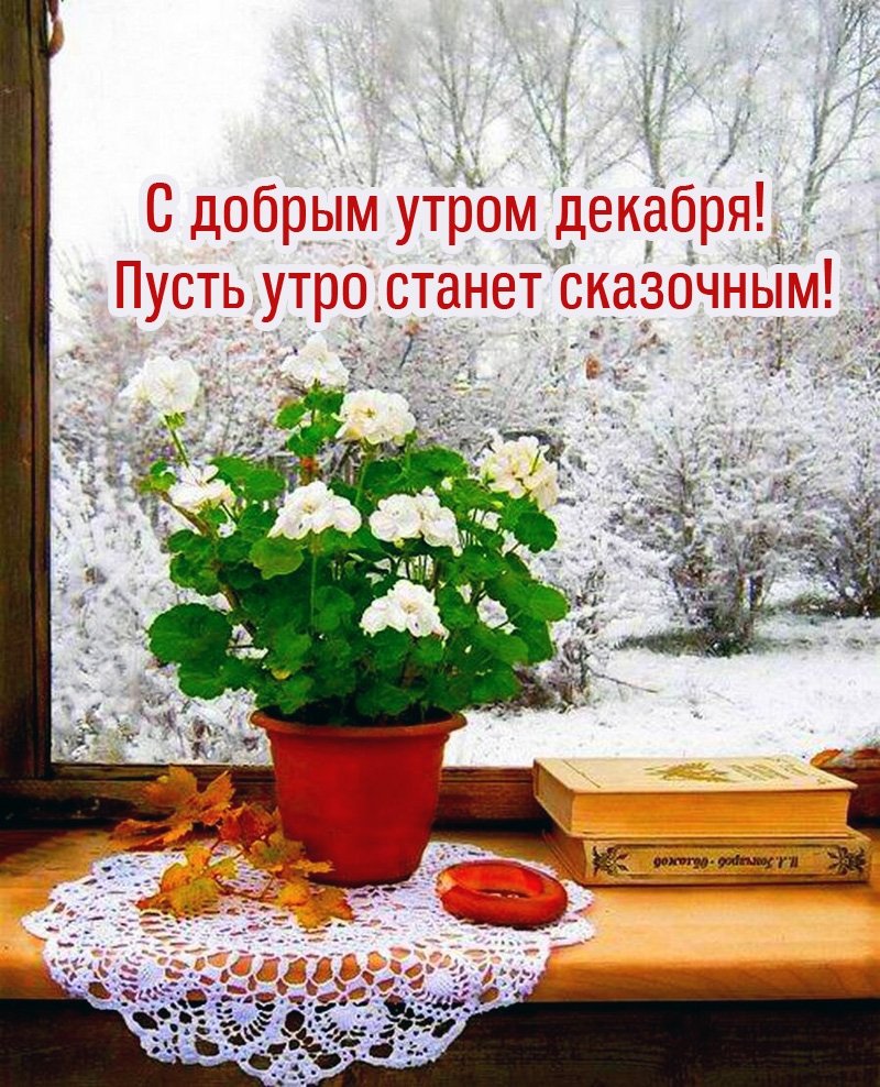 Цветы на подоконнике