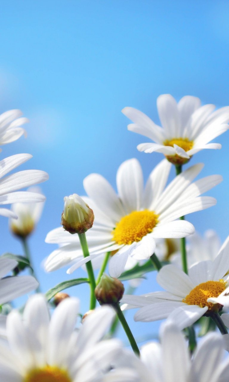 Лето бабочки