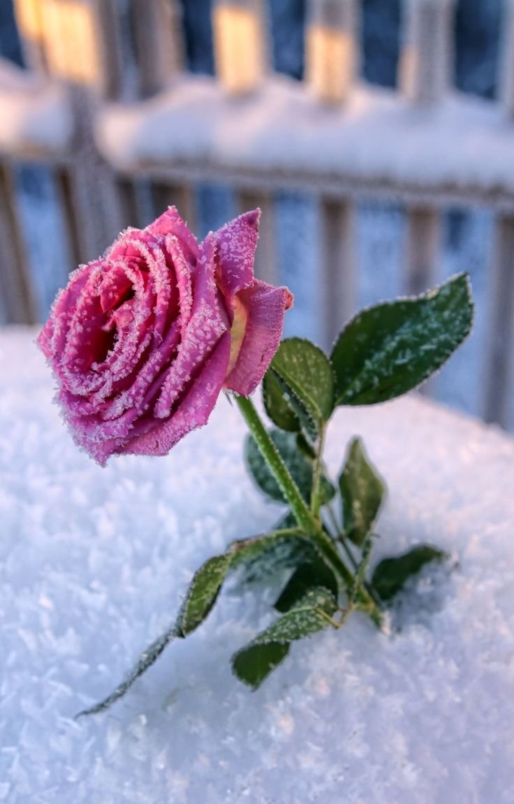 Доброе утро зимние цветы