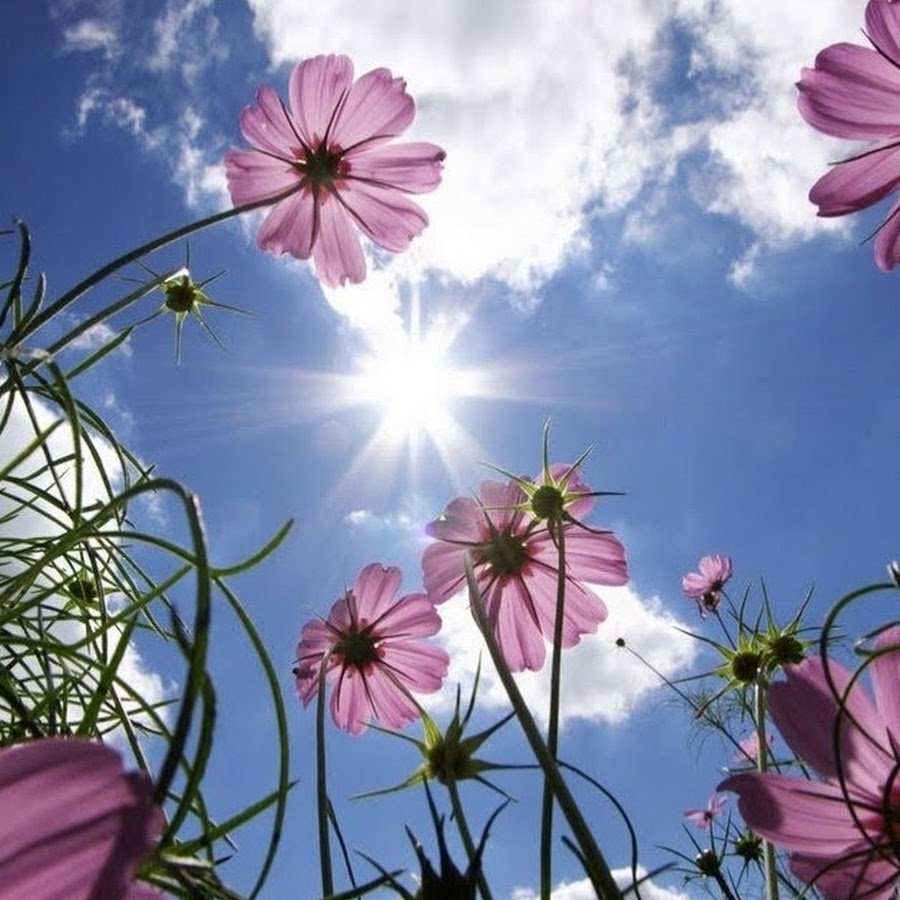 Красивые летние обои на телефон