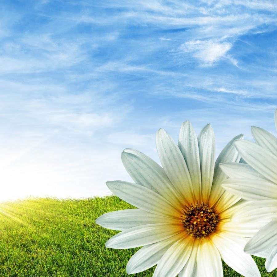 Яркие летние цветы