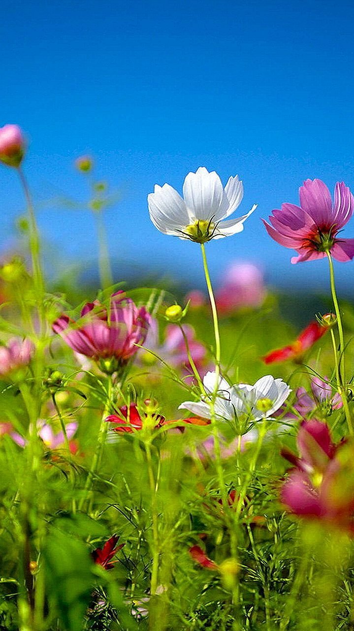 Обои на телефон вертикальные