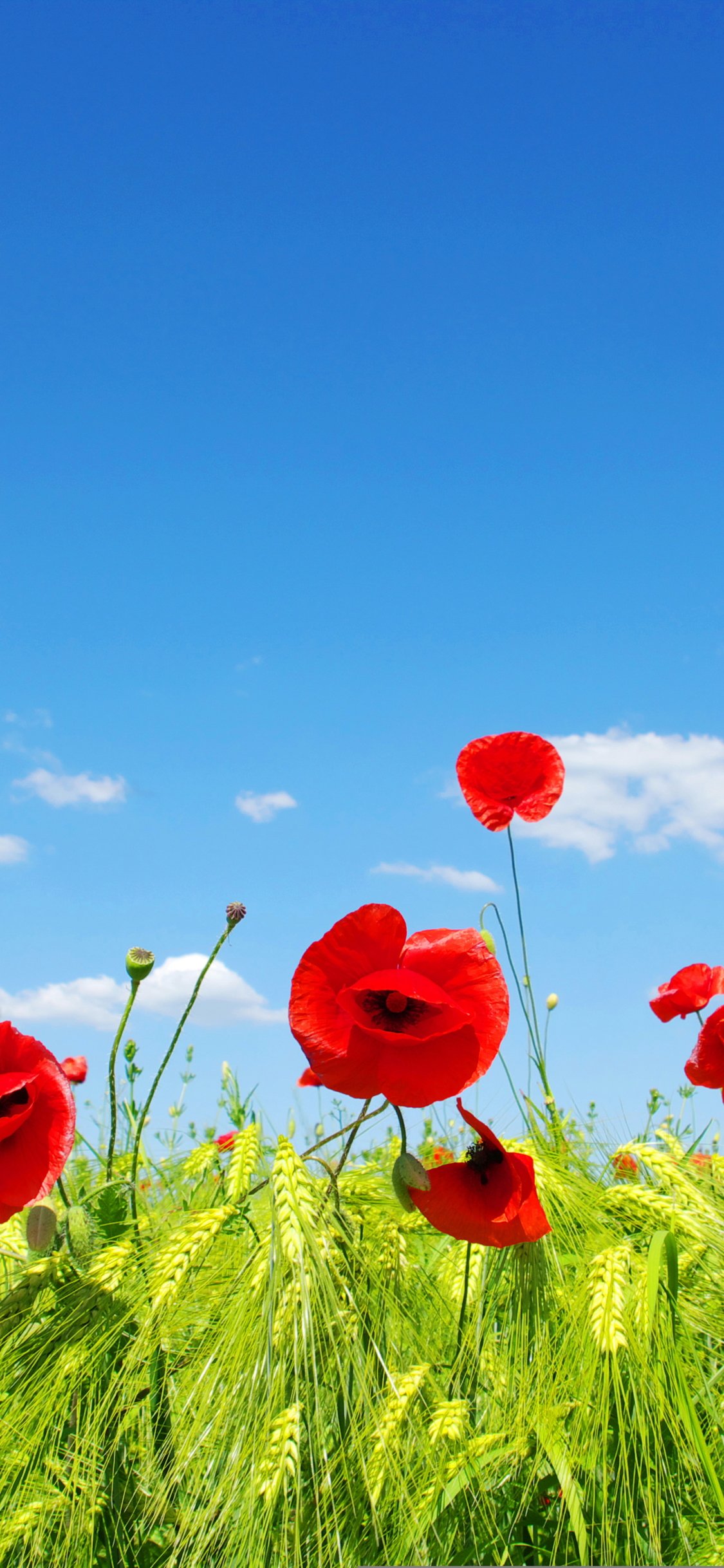 Море пляж коктейль