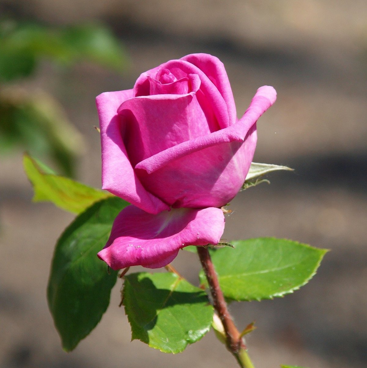 Красивая одинокая роза