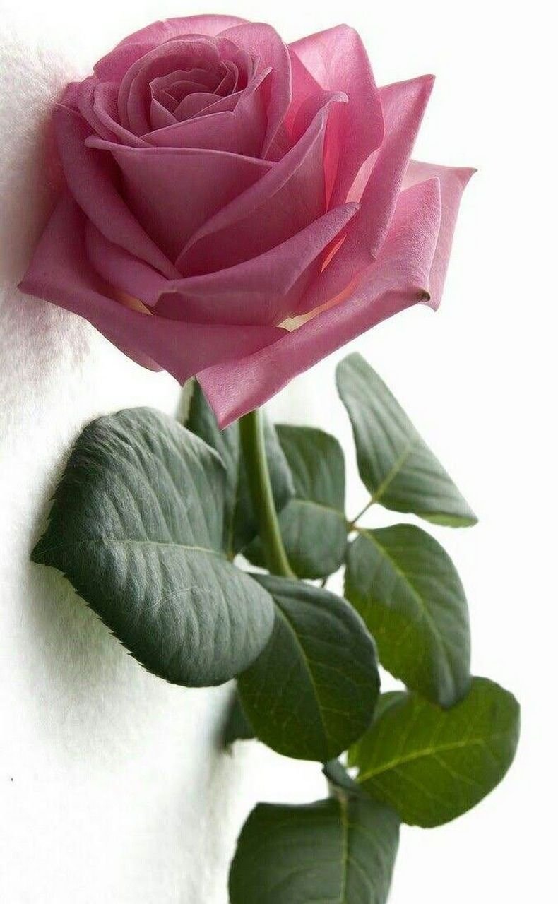 Одна розовая роза