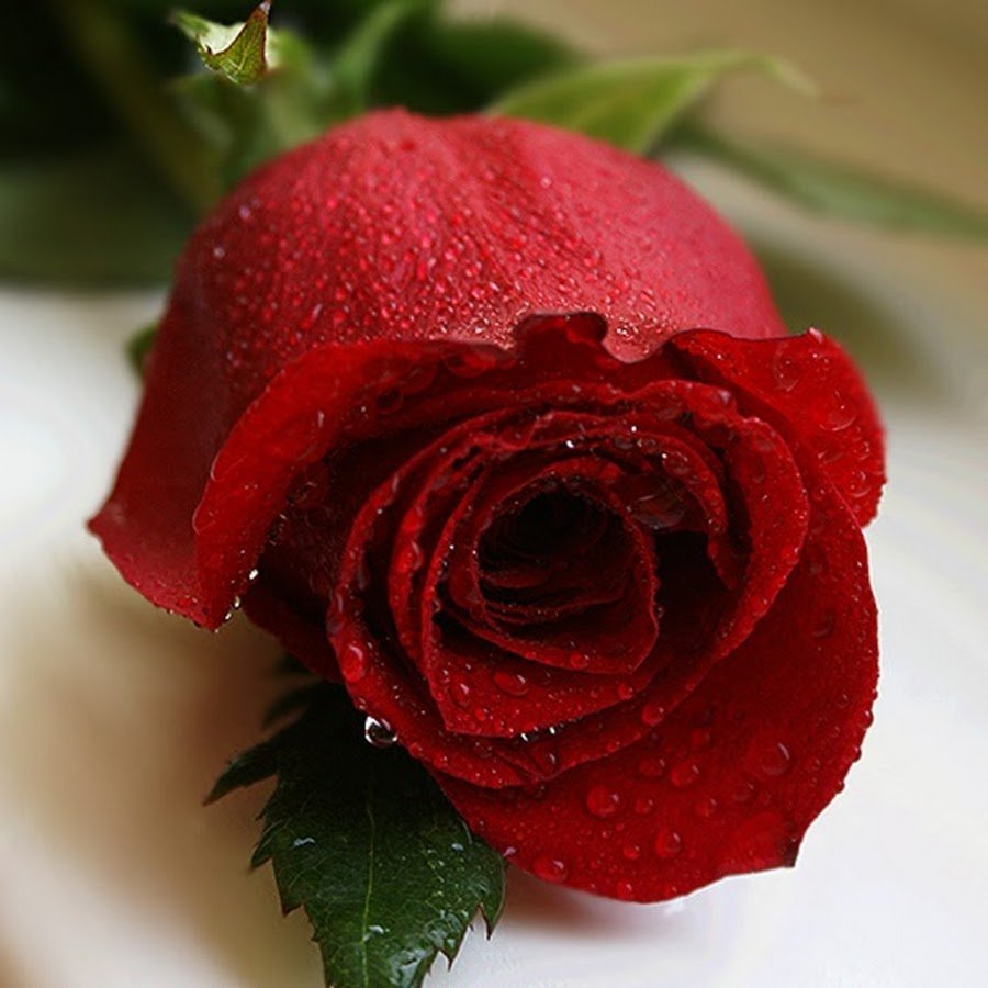 Розы для тебя