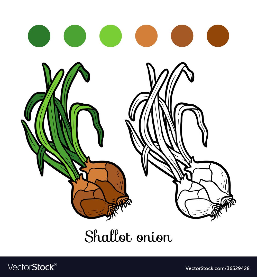 Раскраска укроп лук