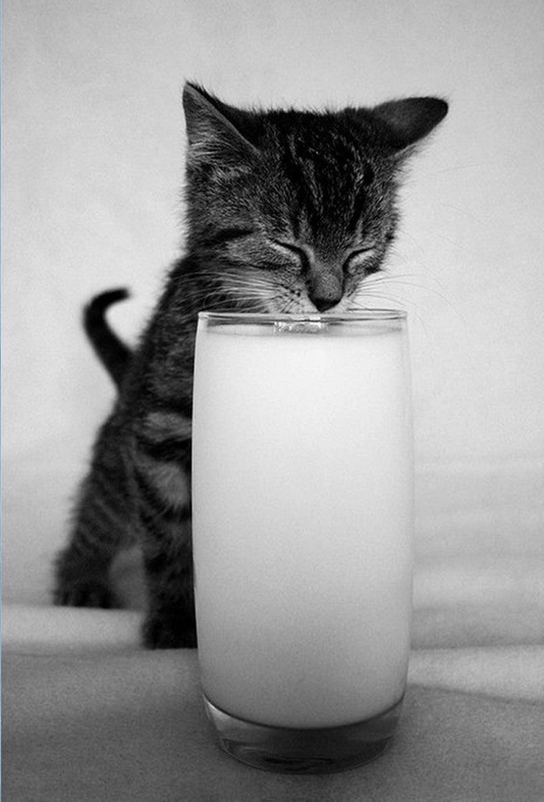 Котенок и стакан молока