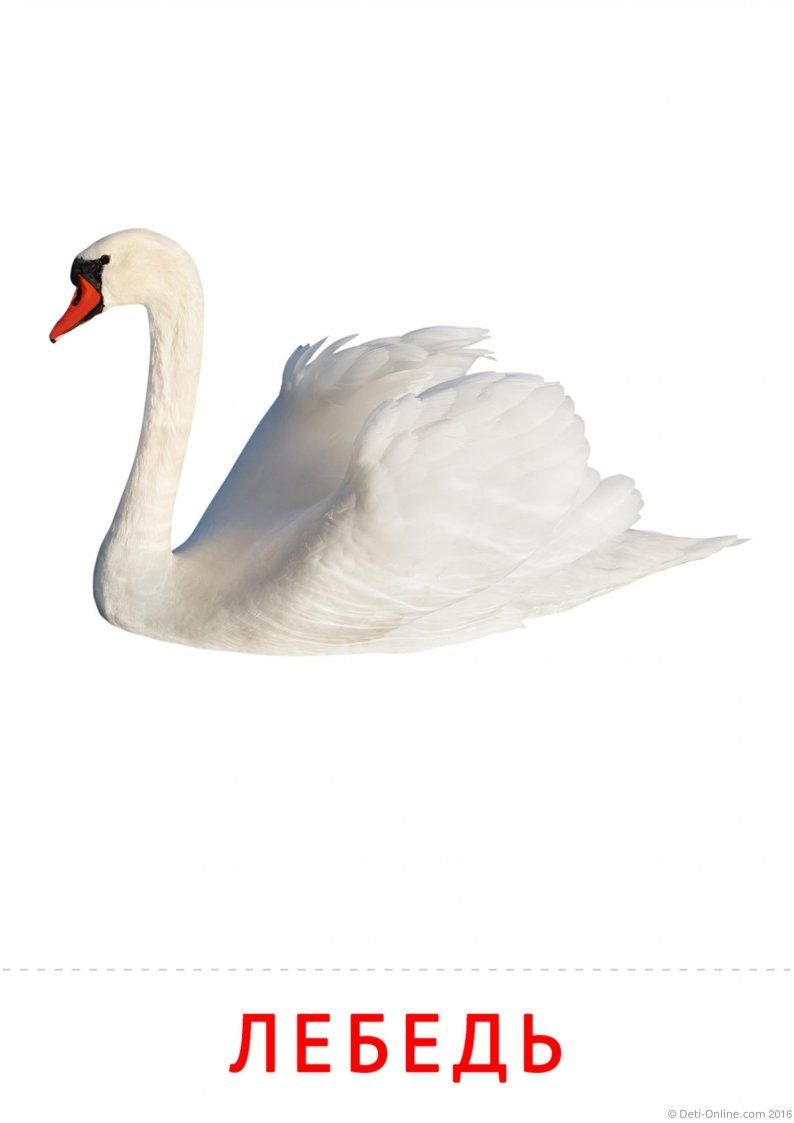 Гусь плывет на белом фоне