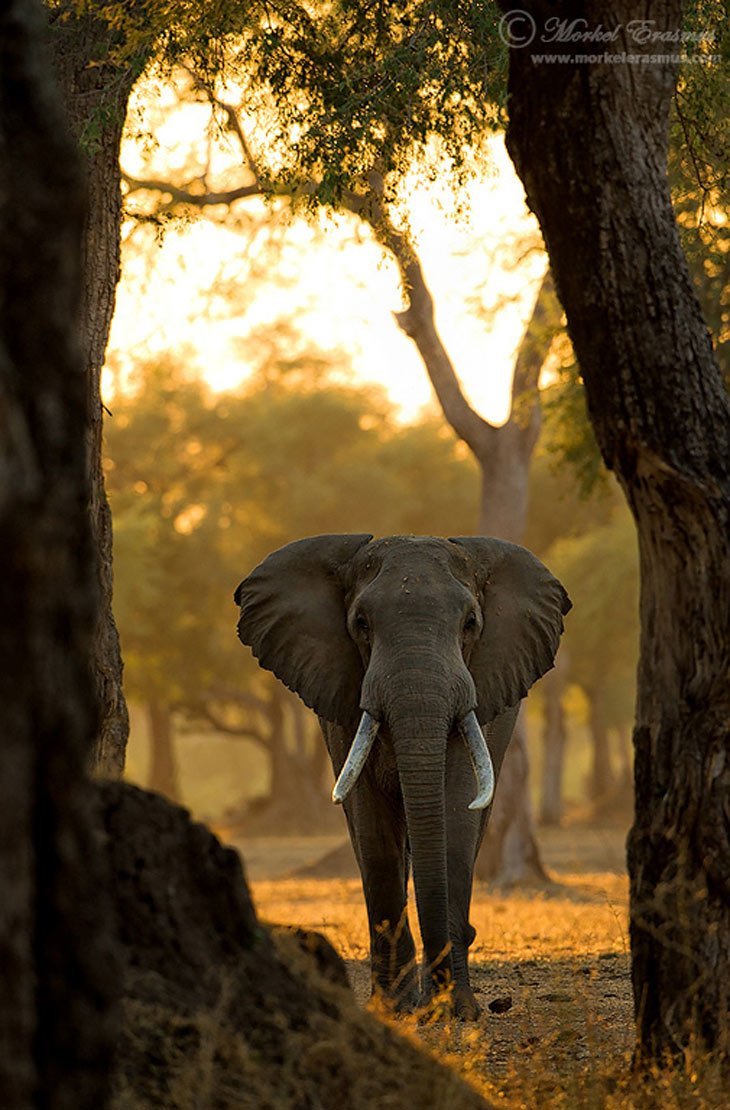 Слоны в дикой природе