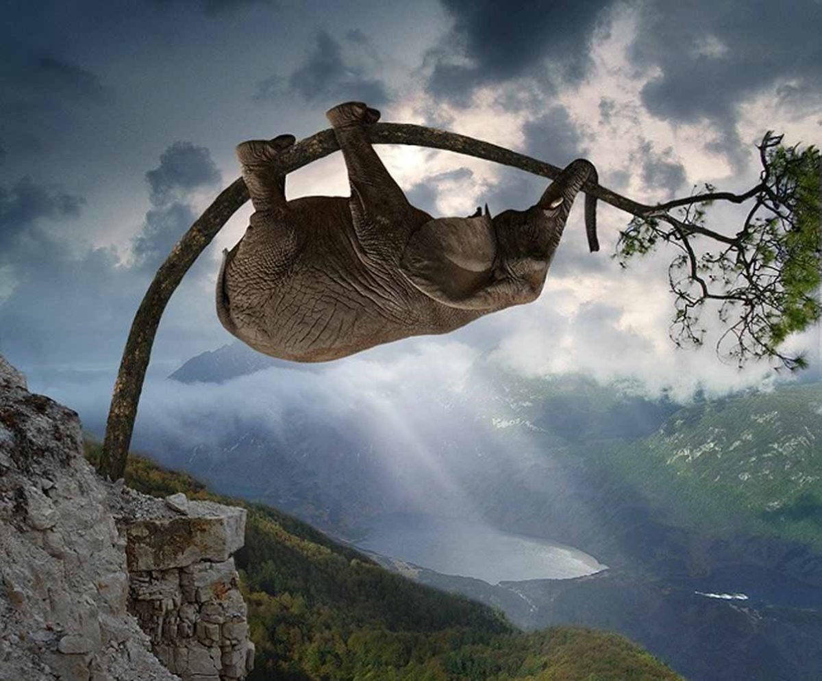 Слон дерево