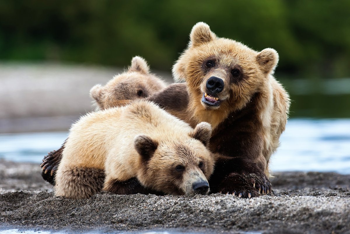 Заставка на телефон медведь