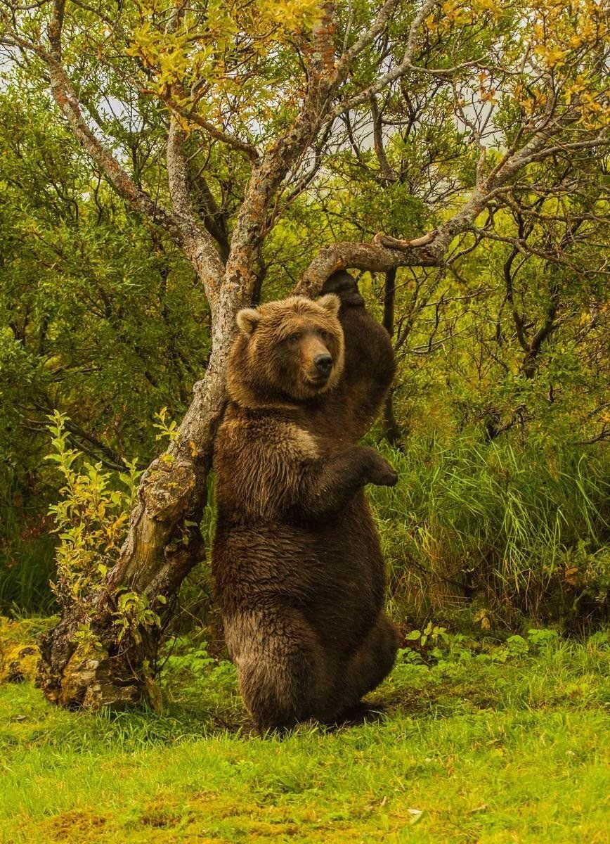 Медведь в лесу