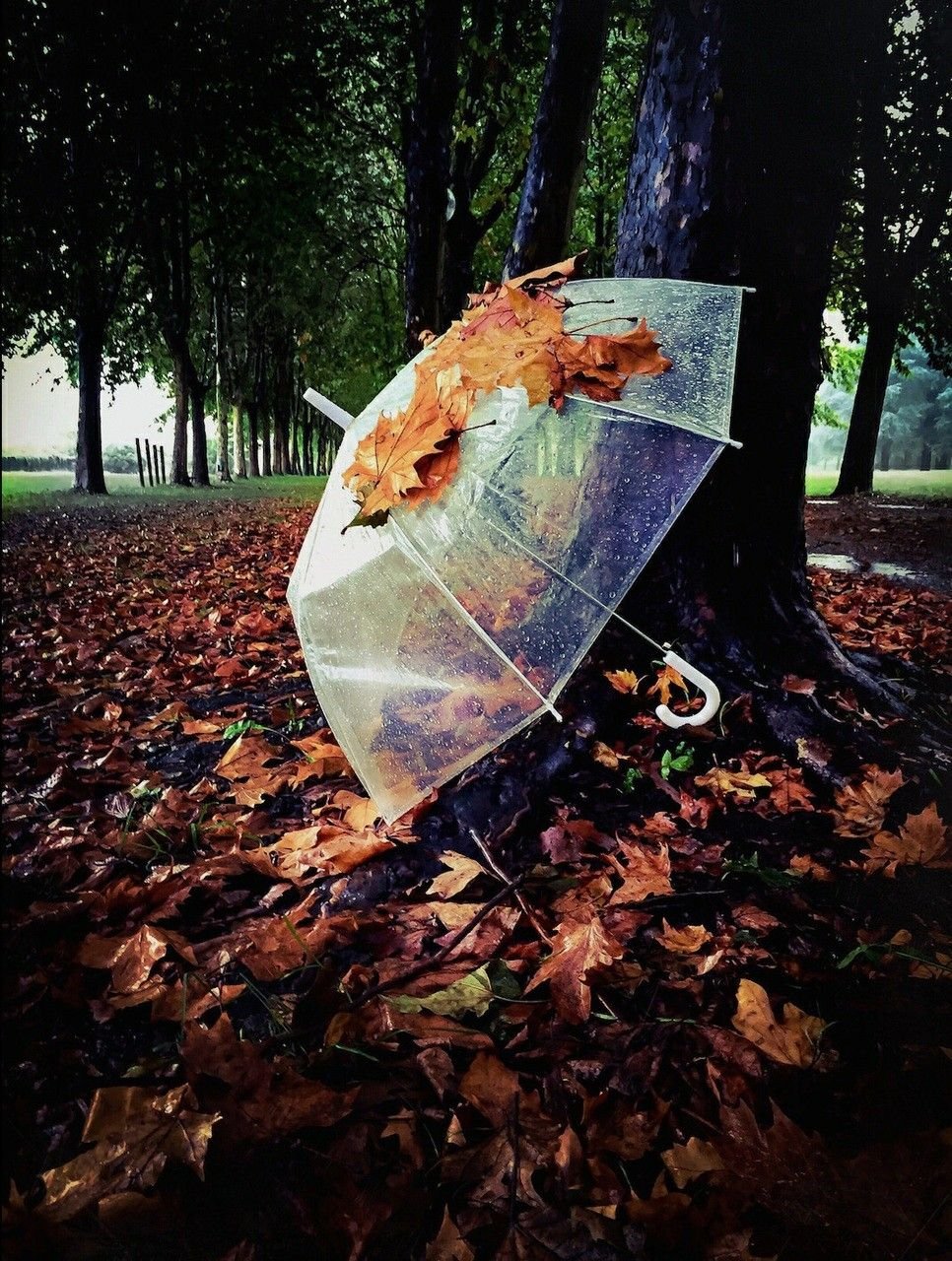 Красивый осенний зонтик