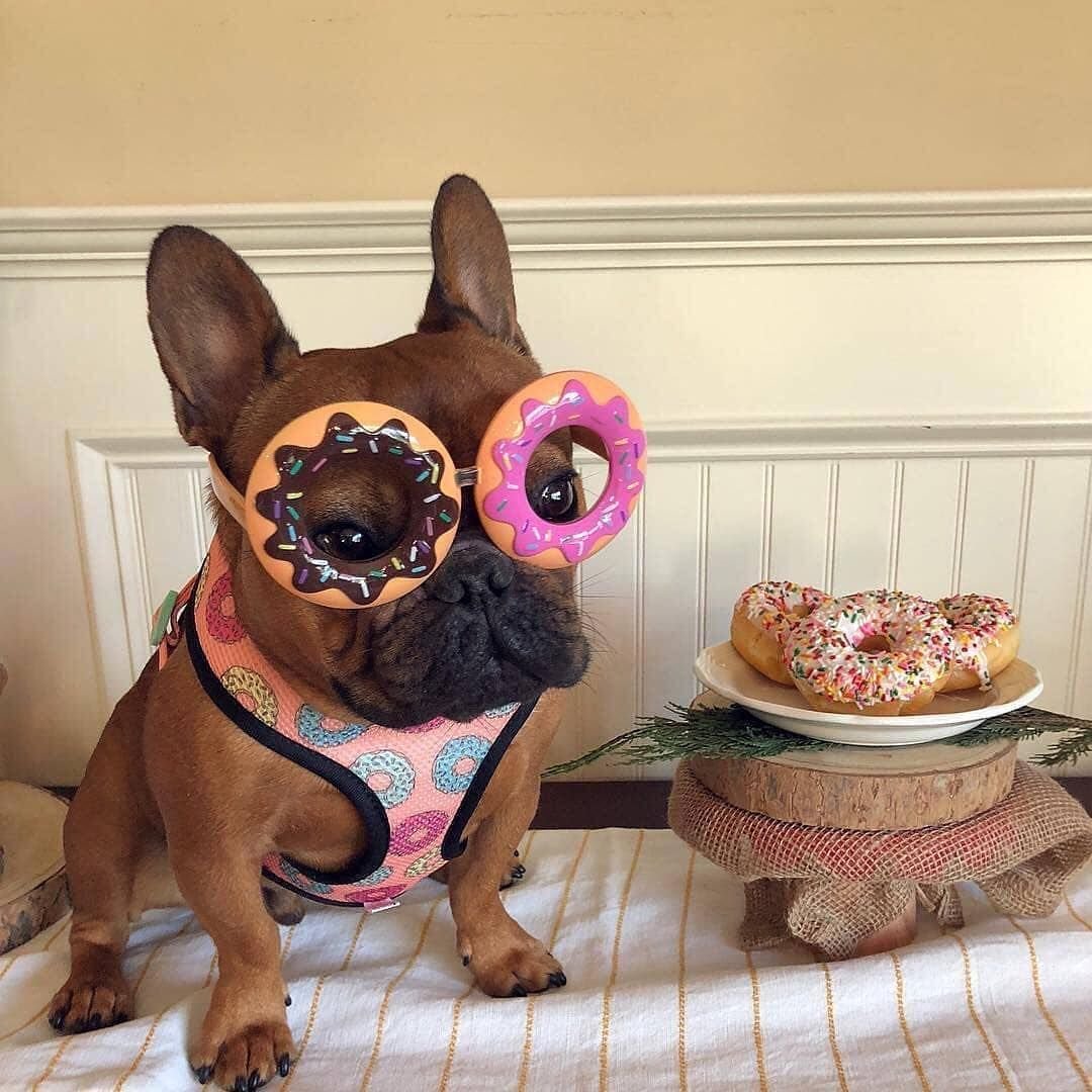 Французский бульдог с пончиками