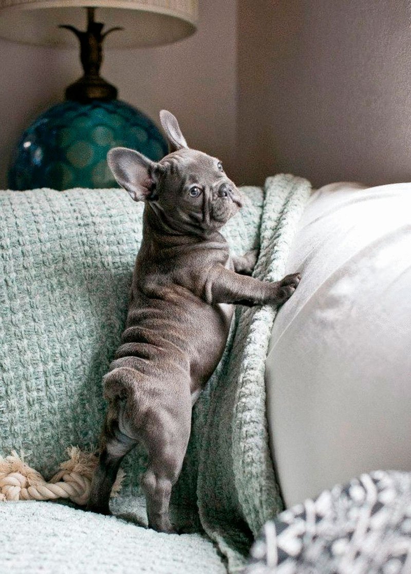 Бульдог и кот