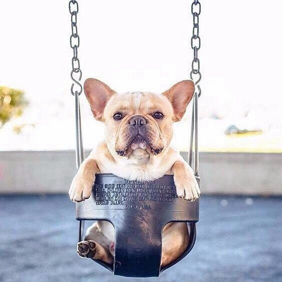 Французский бульдог с цепью на шее