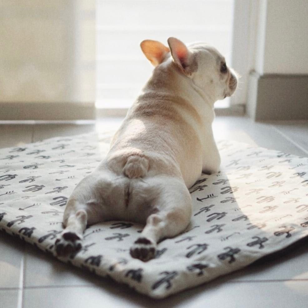 Французскийбултдлг лежит