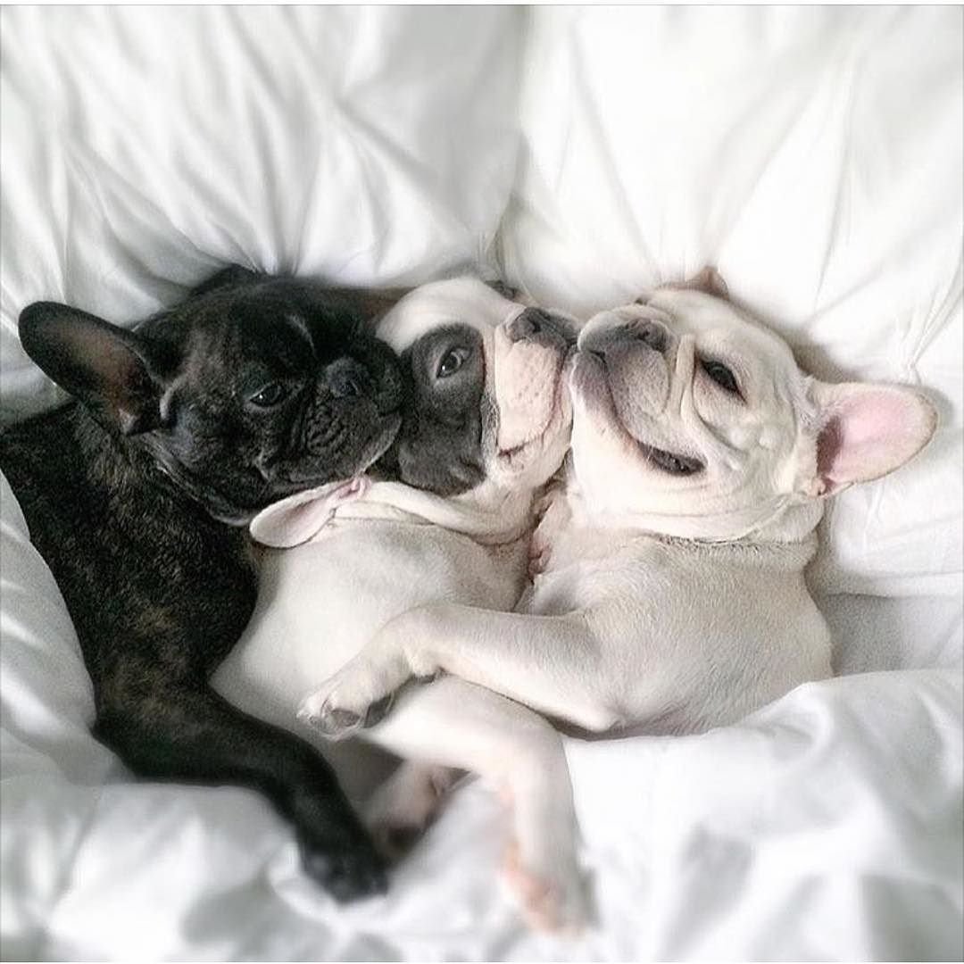 Доброе утро французский бульдог