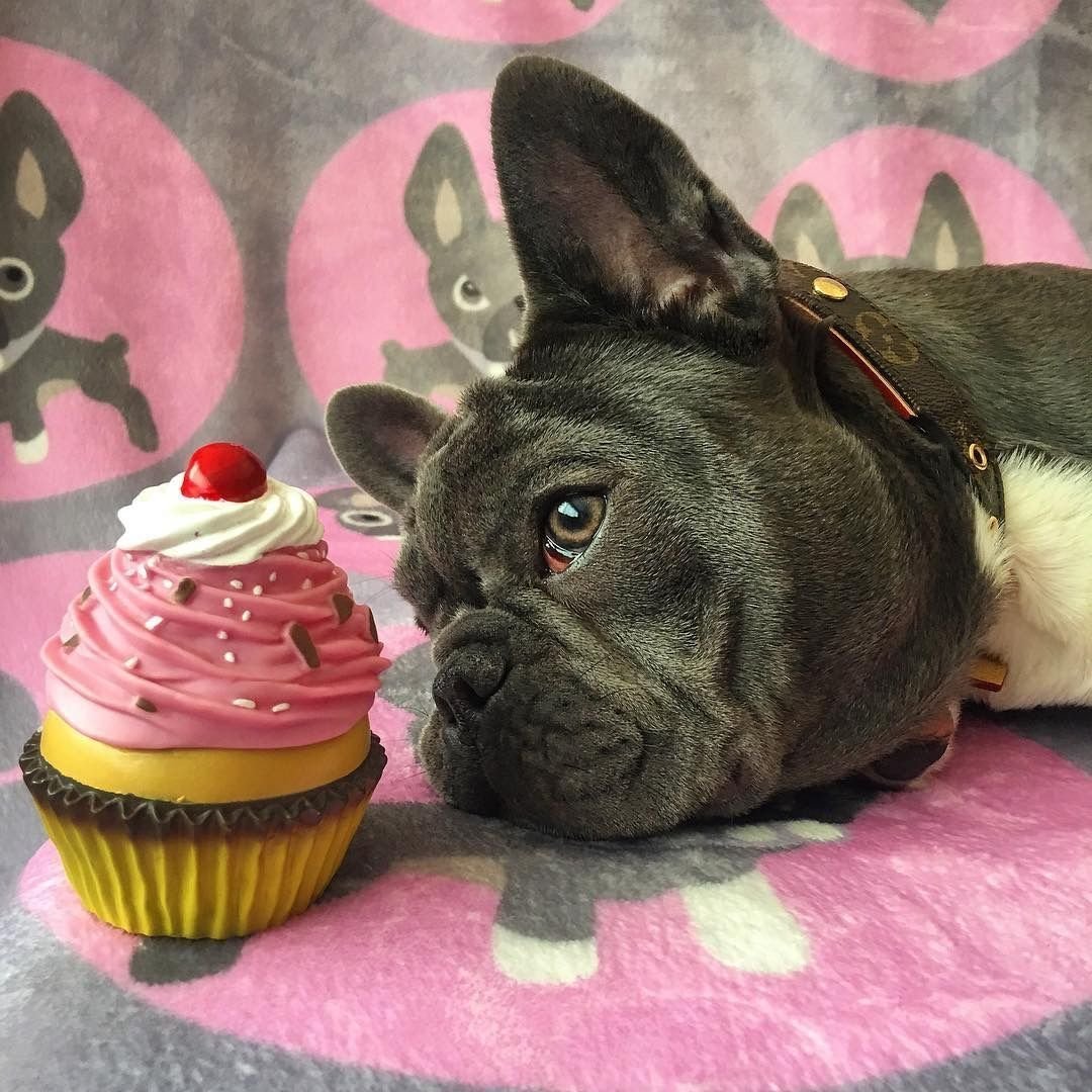 Французский бульдог с едой