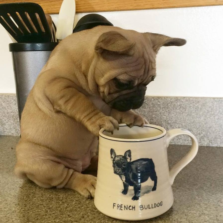 Французский бульдог и кофе