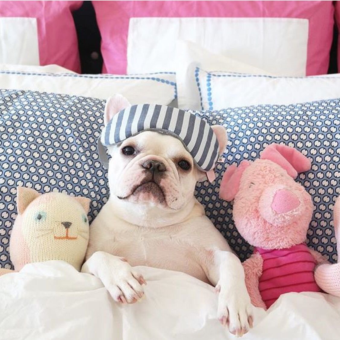 Доброе утро бульдог