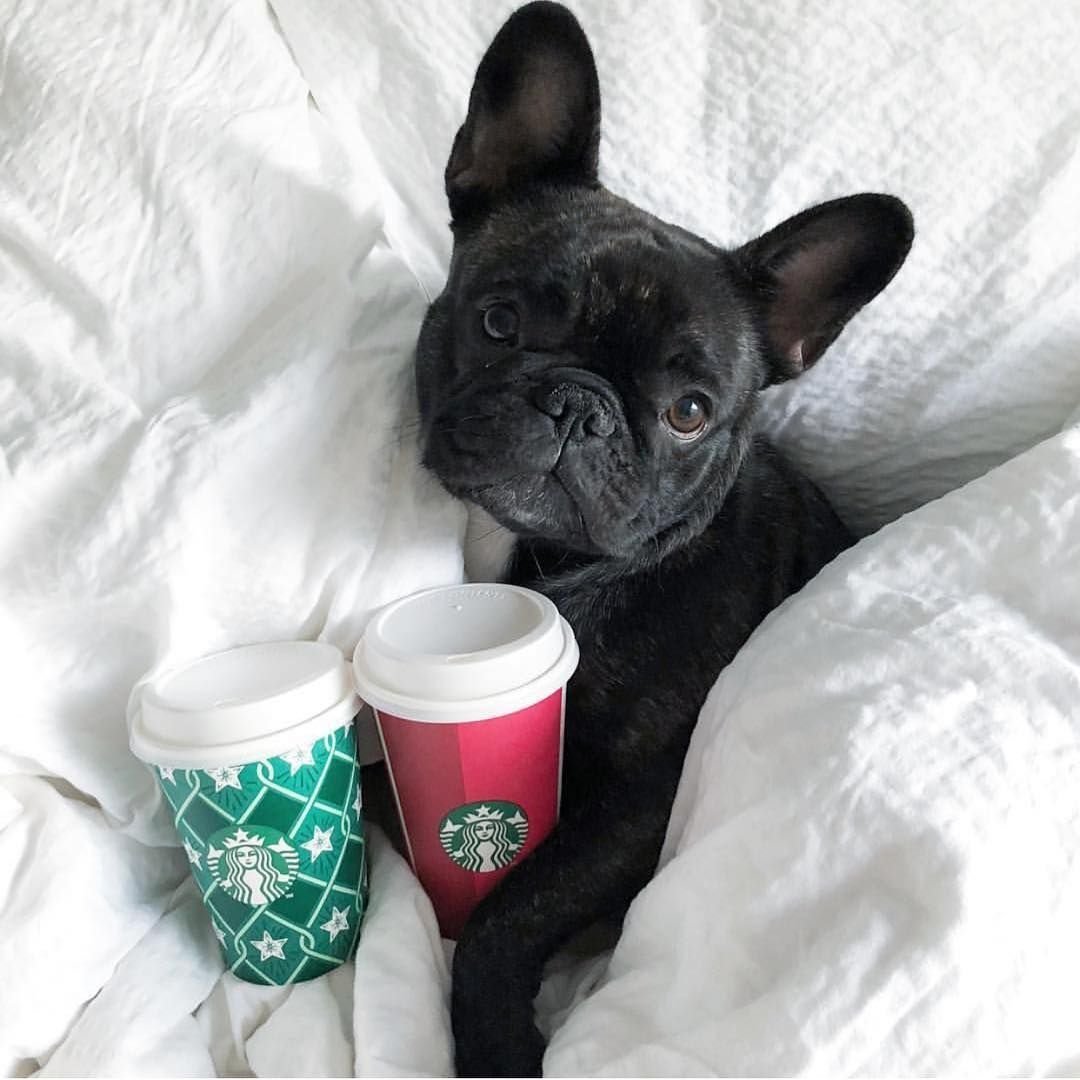 Французский бульдог и кофе