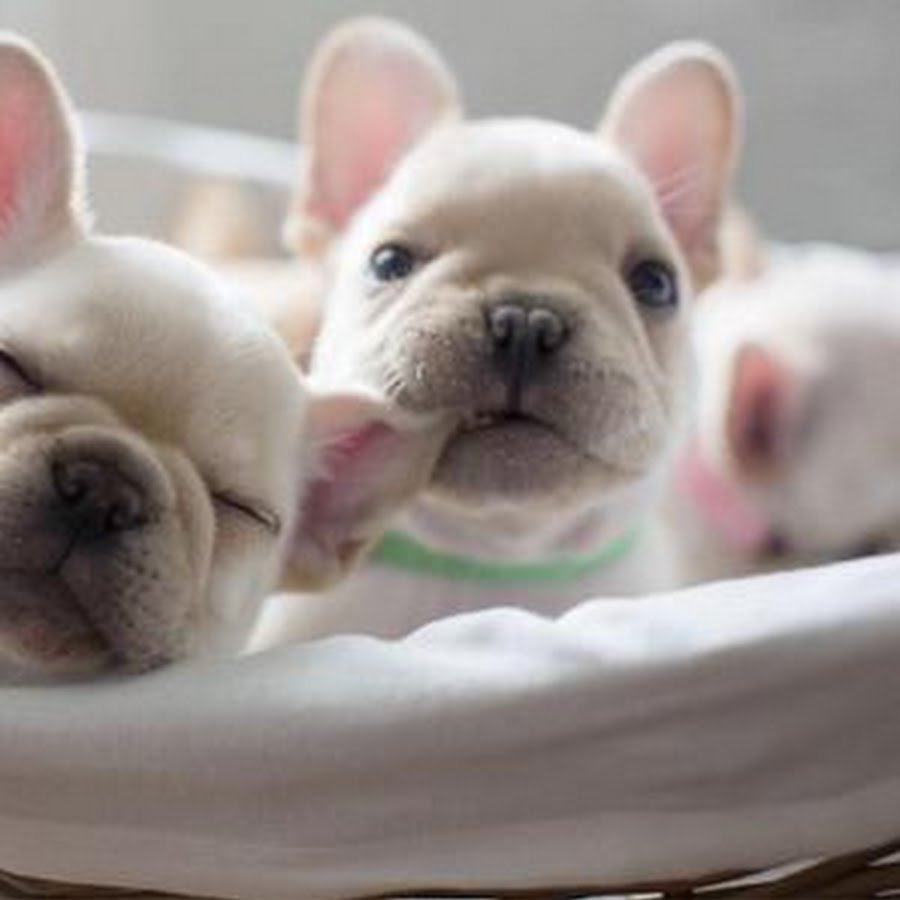 Французский бульдог и хрюшка