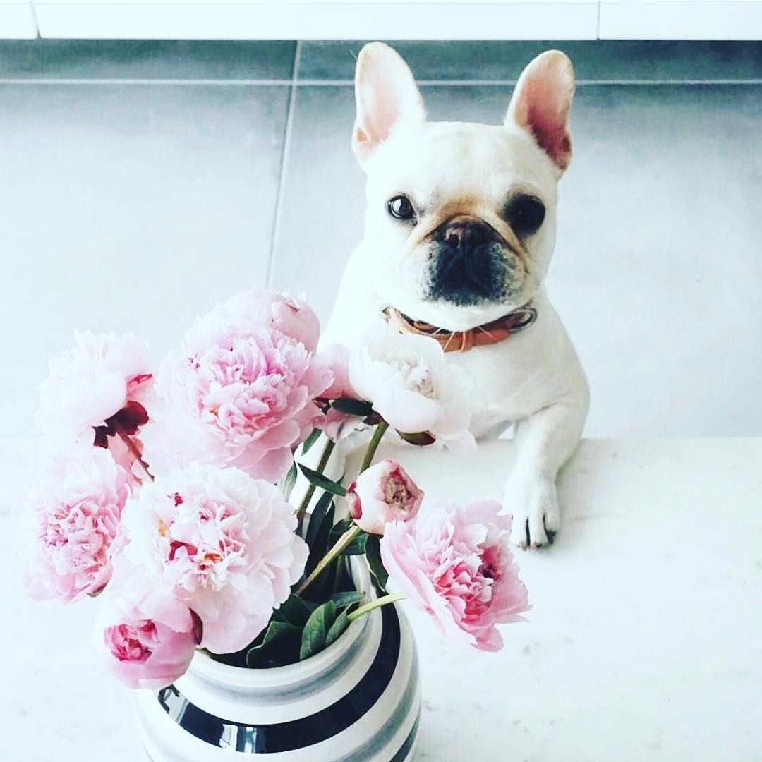 Бульдог с цветами