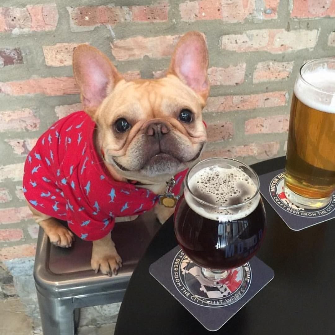 Французский бульдог мультяшный