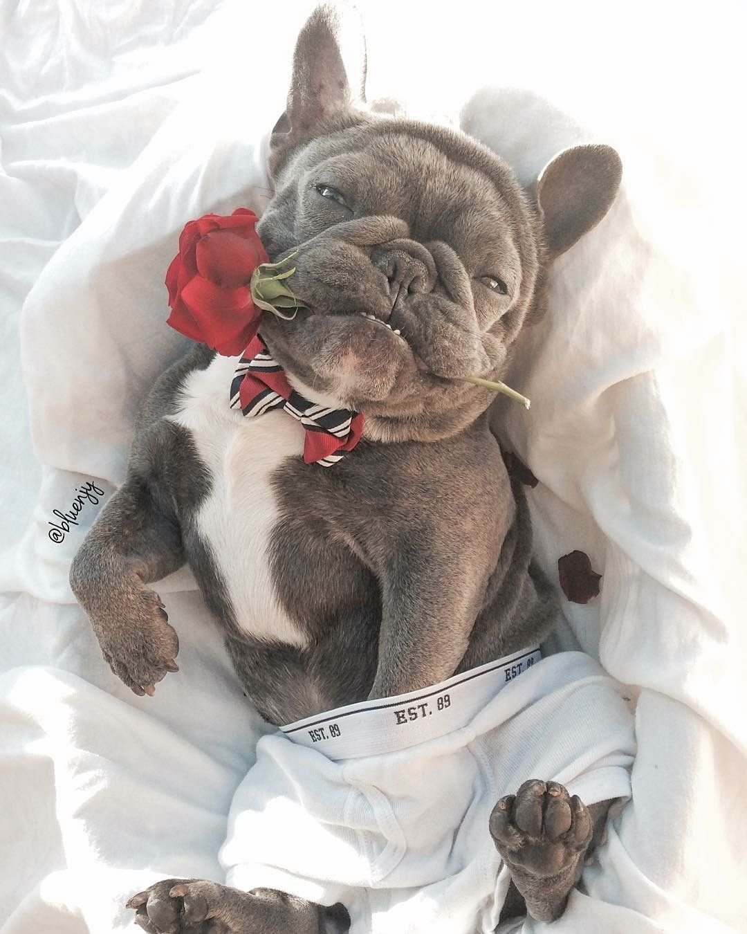 Фотосессия с французским бульдогом