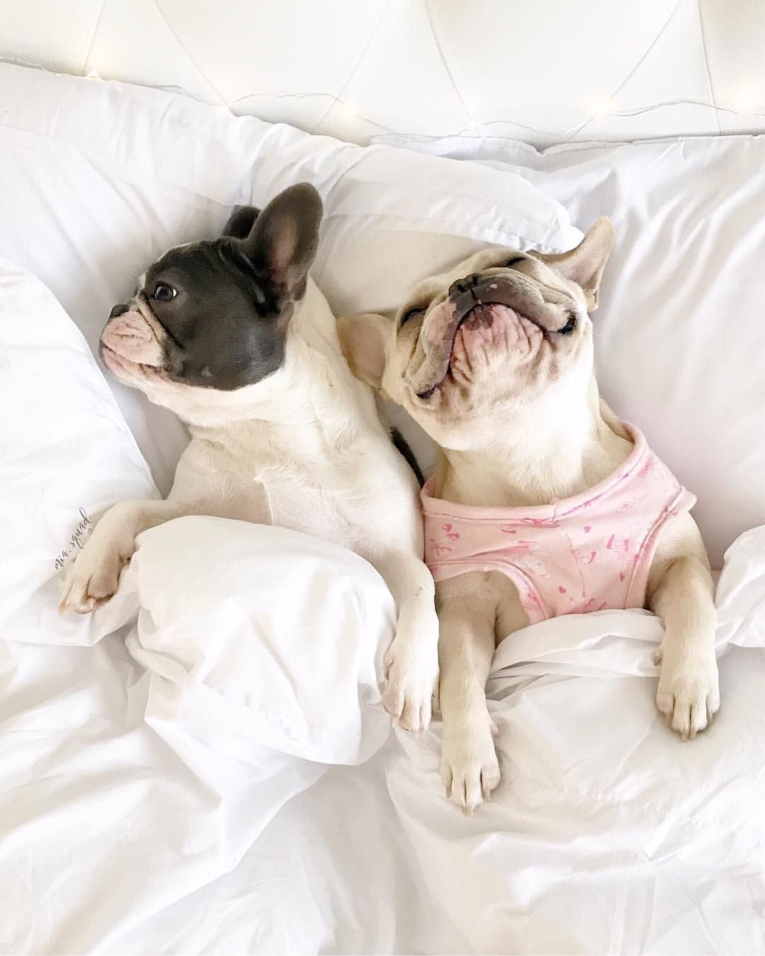 Доброе утро французский бульдог