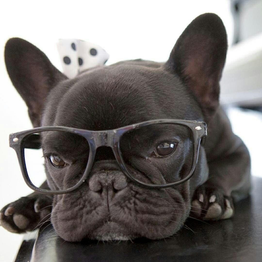 Смешной бульдог