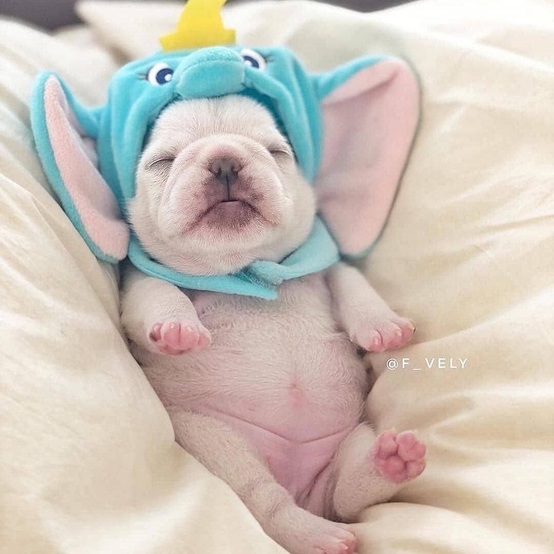 Самые милые французские бульдоги