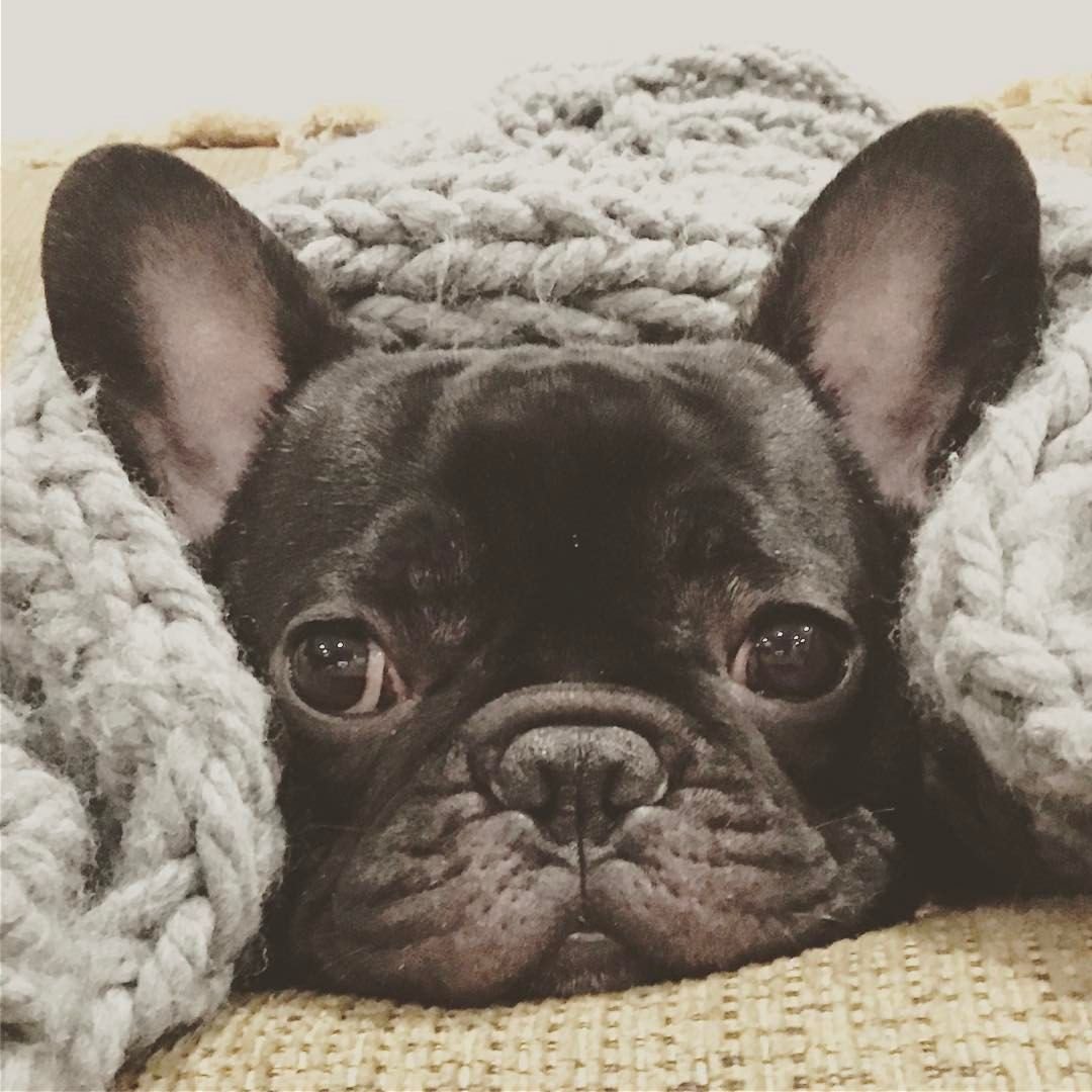 Грустный французский бульдог