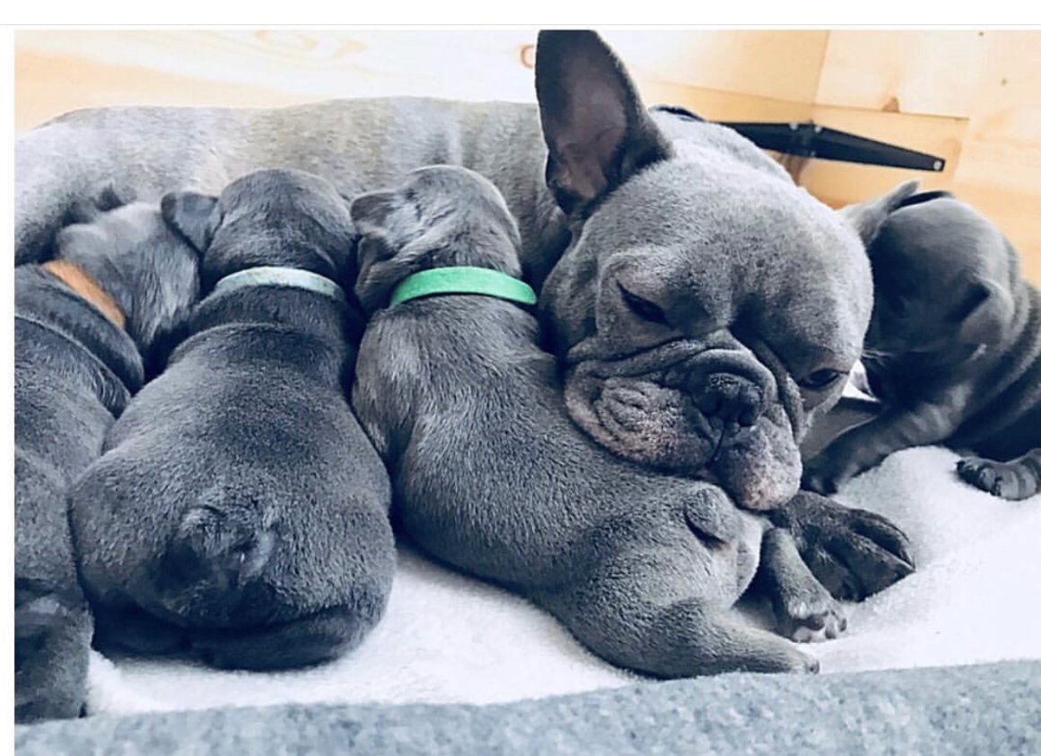 Французский бульдог карликовый спят