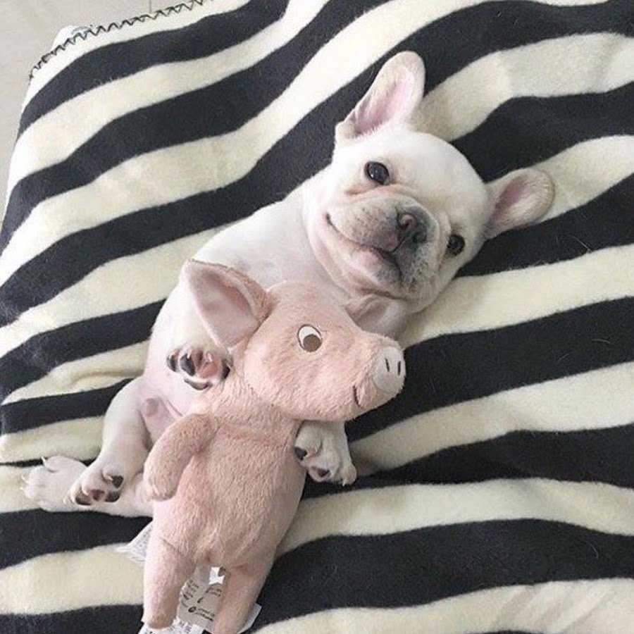 Пьяный французский бульдог