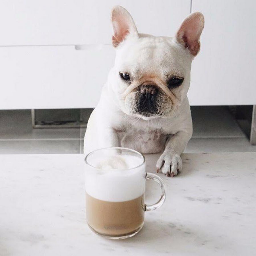 Французский бульдог альбинос