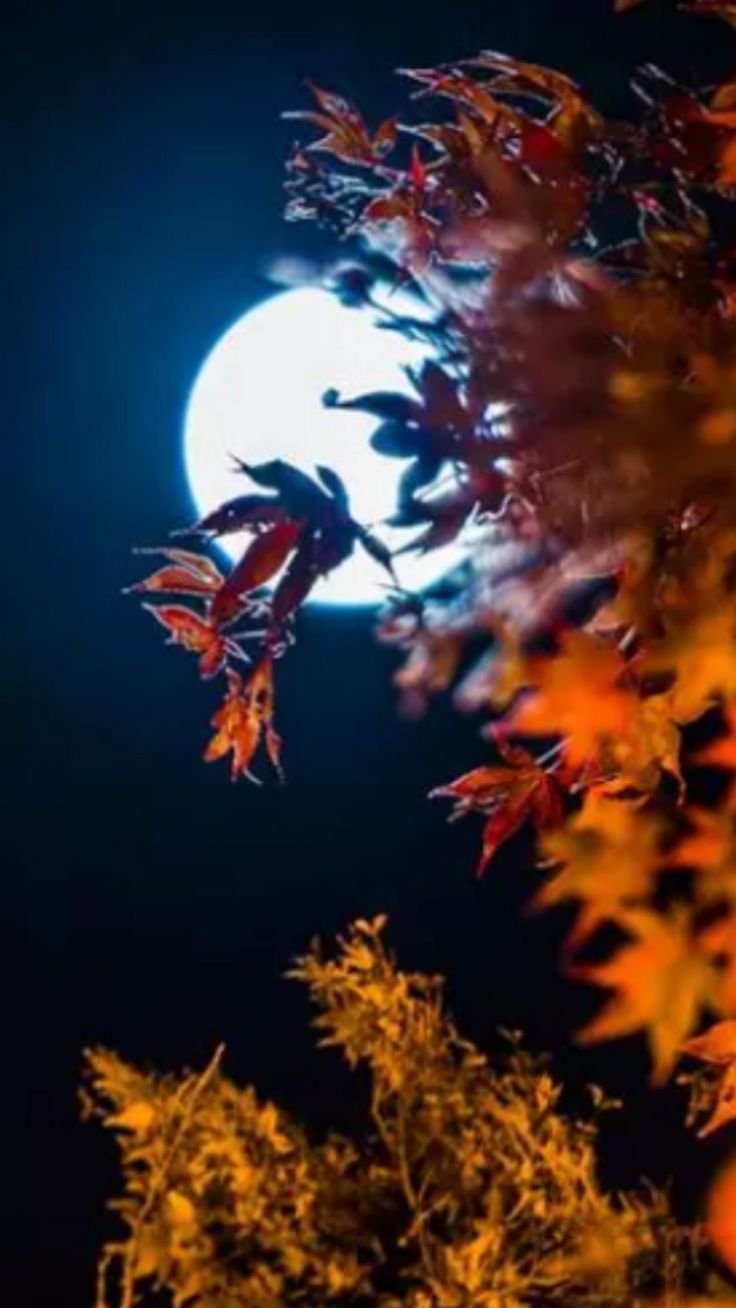 Спокойной ночи осень