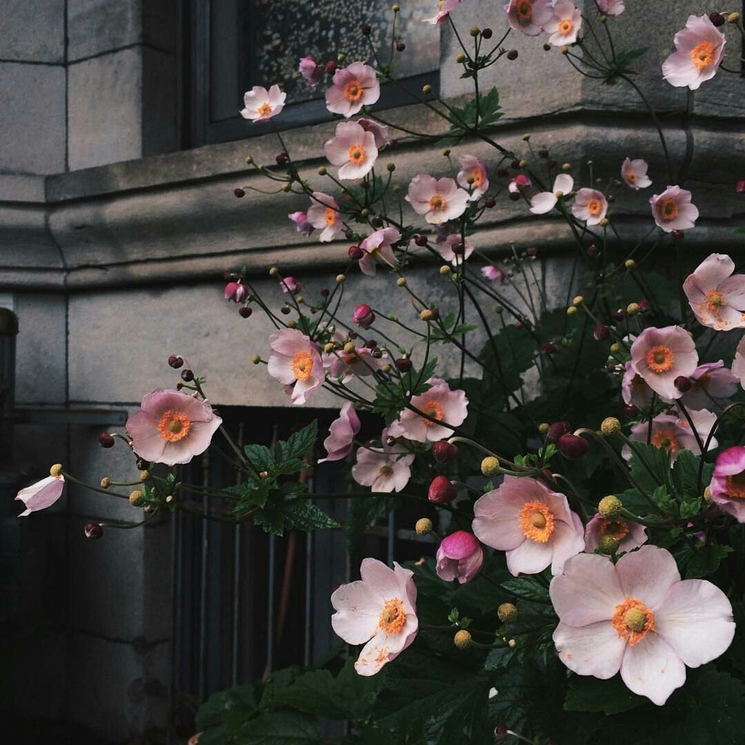 Цветочки Эстетика