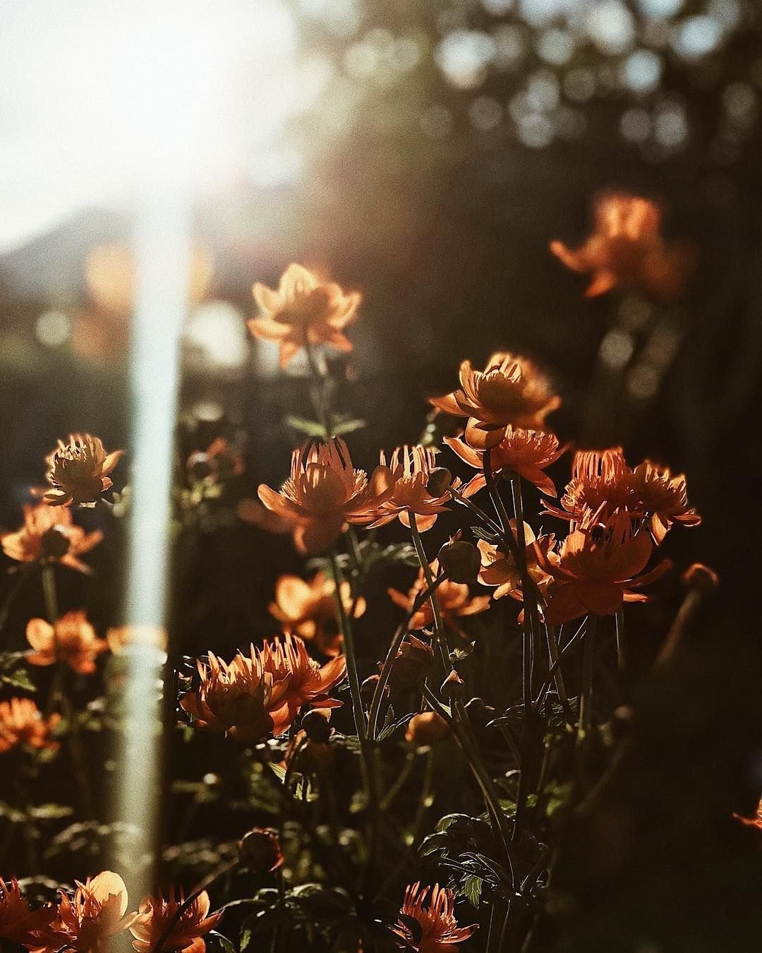 Коричневые цветы в природе