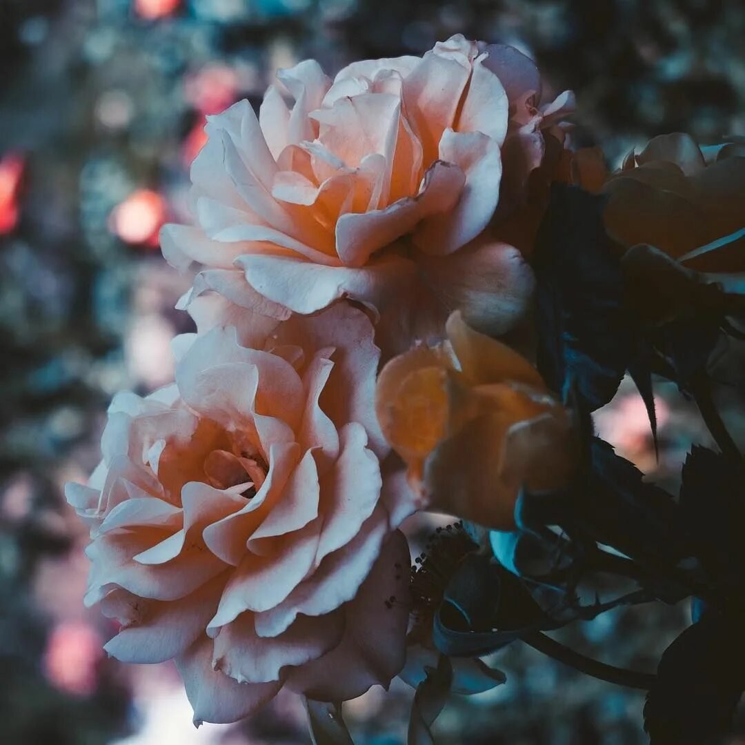 Цветочки Эстетика