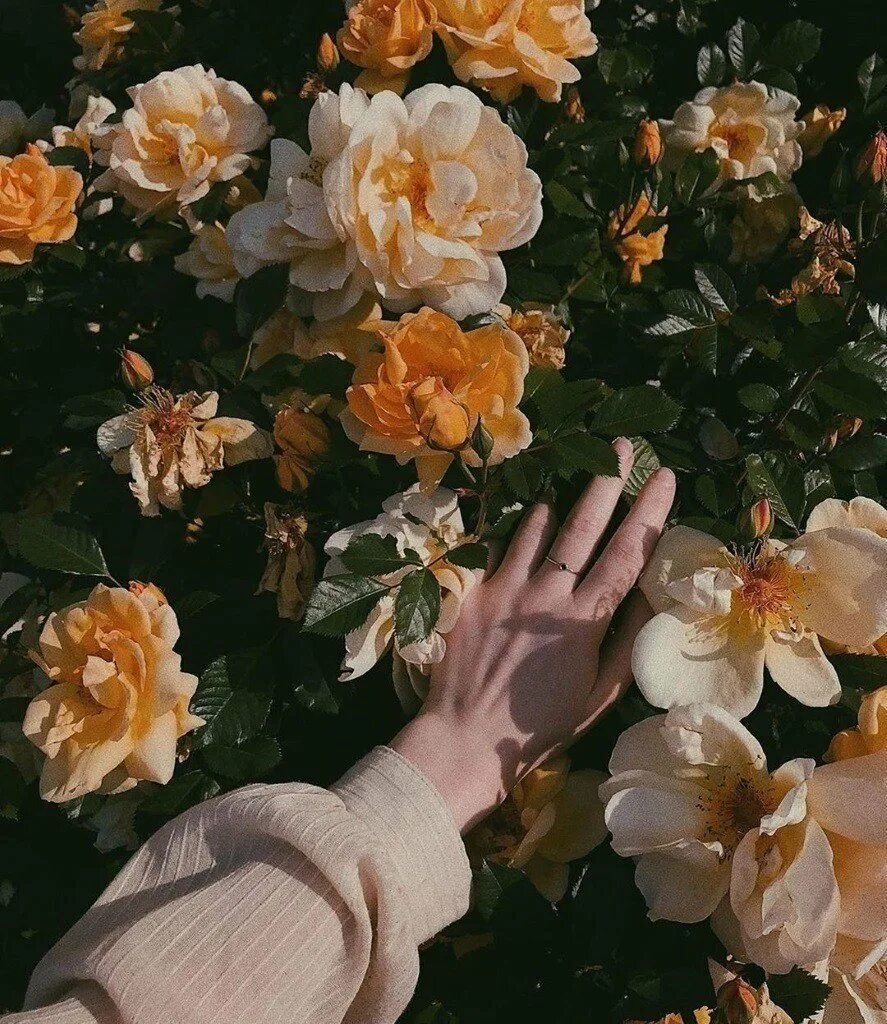 Эстетические цветы