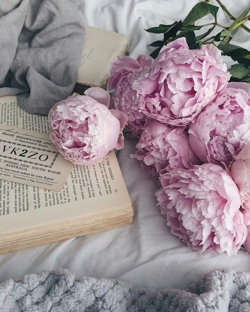 Пионы Эстетика Пинтерест