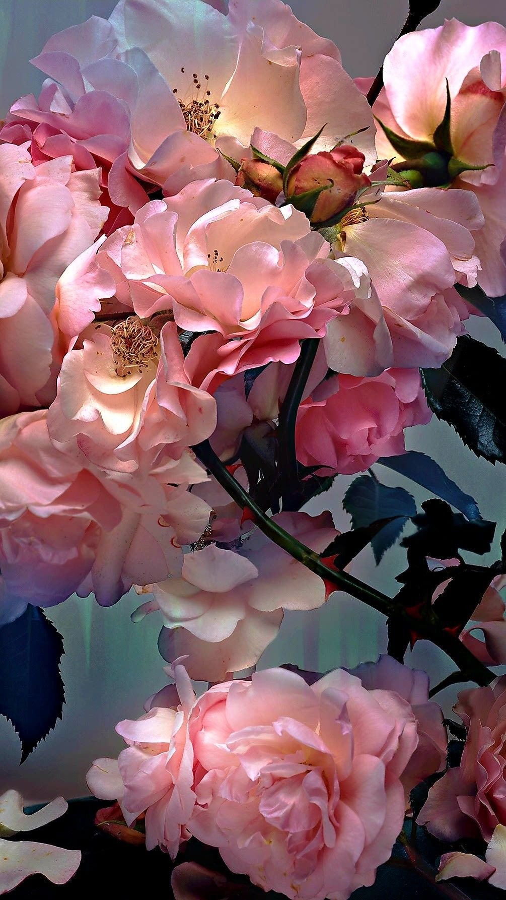 Nick Knight роза