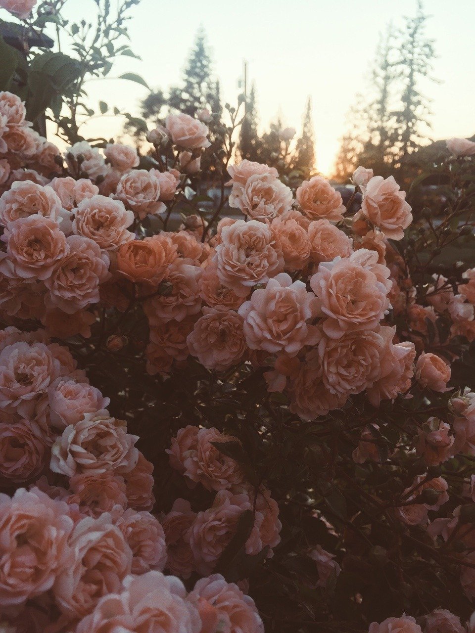 Эстетика цветов