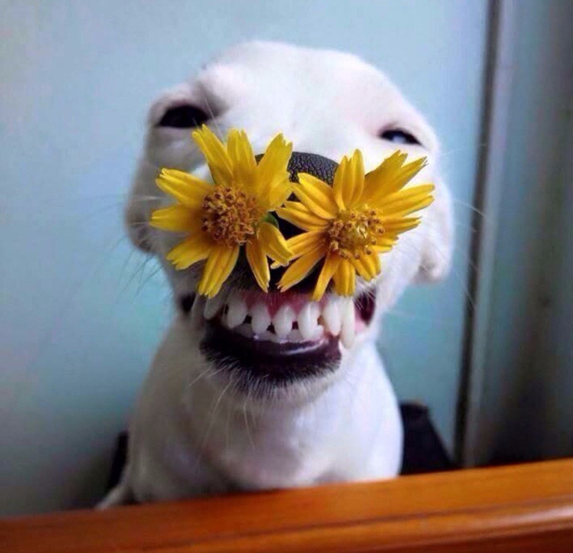 С днем рождения прикол