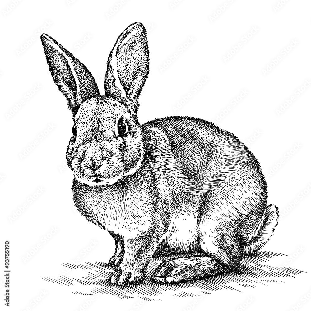 Кролик графический рисунок