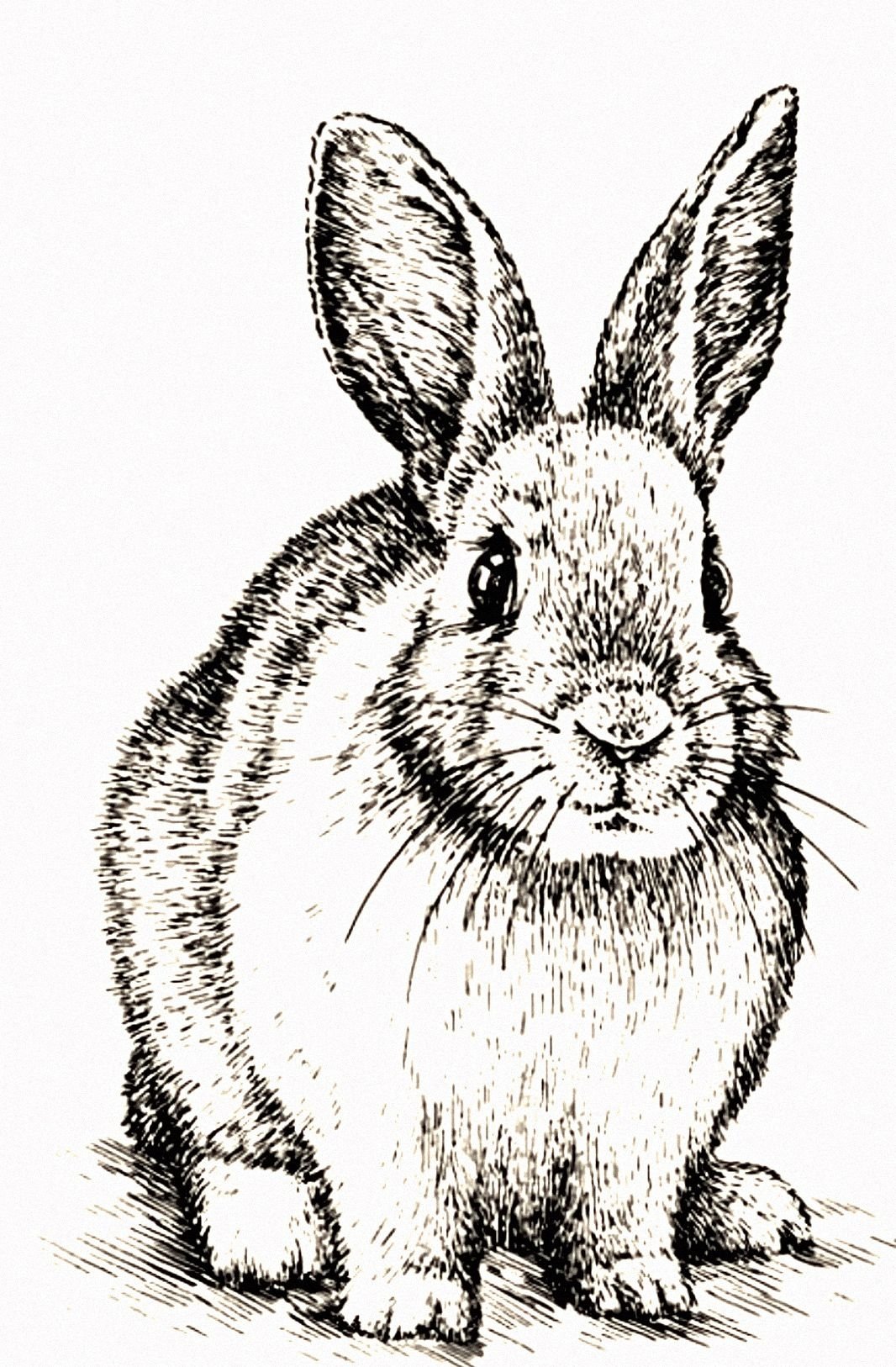 Заяц для выжигания по дереву