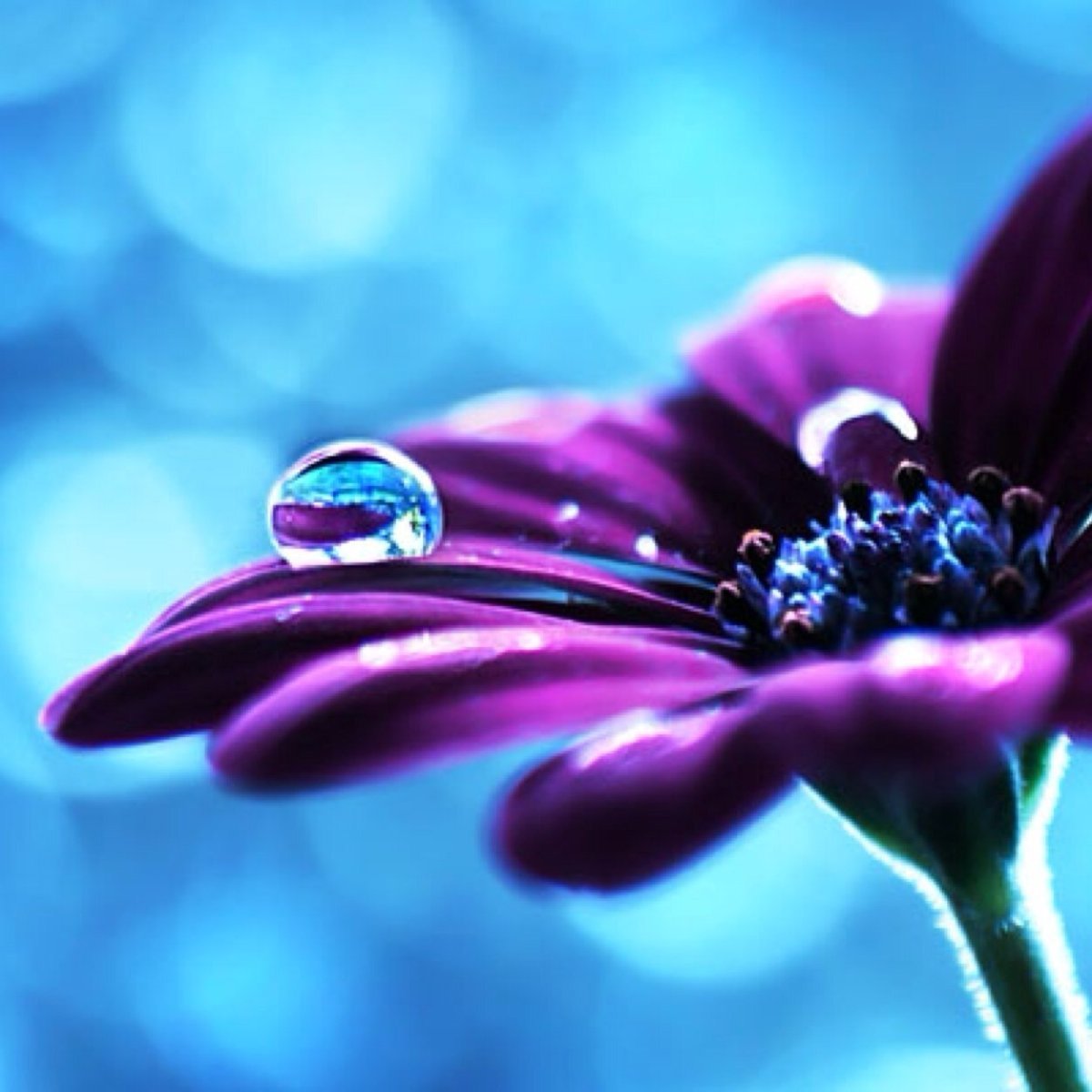 Цветы для аватара